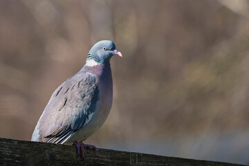 Side view of common wood pigeon sitting on top of a fence with stretched neck facing right