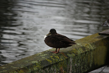 Mallards playing on the water in the river