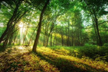 Obraz premium Morning light in german forest