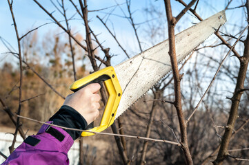 Spring pruning of garden trees. Farmer cuts the branches with a saw. Pruning trees by hand. Spring work in the garden.