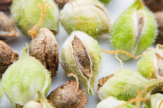 Cannabis of Marijuana seeds for planting. Trichomes (Glitter), cannabis growing concept