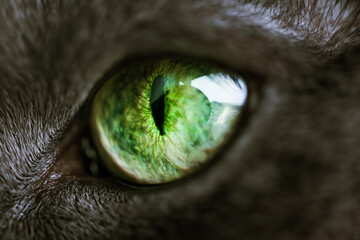cat eye