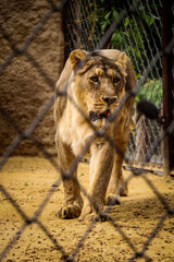 Female Asiatic lion looks with interest into the lens through its enclosure. Dangerous cat beast during a walk. Patience test. Endangered animal
