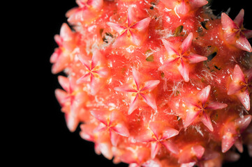 macro photography of red hoya flowers