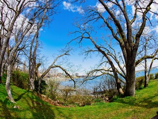 Naked tree branches of unusual shape adorn walkway along Oak Bay seaside in Victoria BC