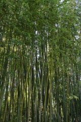 Espagne - Costa Brava - Blanes - Jardin Botanique de Marimurtra - Forêt de Bambous