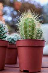 Various cacti on a wooden table