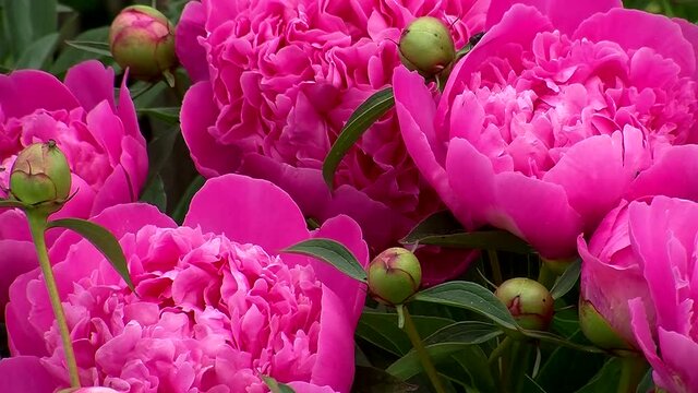 Pinke Pfingstrosen und Pfingstrosenknospe mit Ameisen 