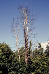 Obraz premium Bouleau, arbre mort, forêt