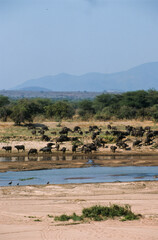 Fototapeta na wymiar Buffle d'afrique, syncerus caffer, Parc national du Serengeti, Tanzanie
