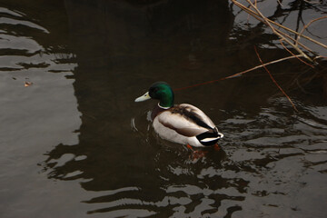 Mallards playing on the water in the river