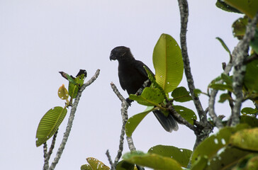 Vasa des Seychelles, Vaza des Seychelles,.Coracopsis barklyi , Seychelles Black Parrot, Seychelles © JAG IMAGES