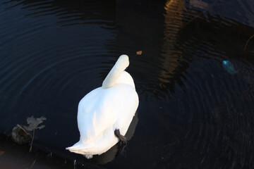 Beautiful majestic swan gliding through the water