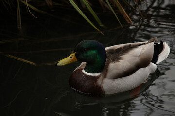 Mallards playing on the water in the river