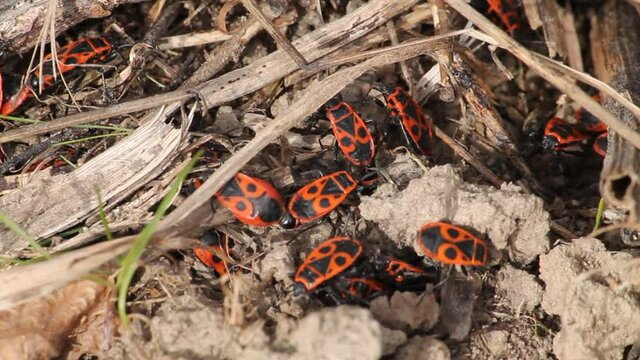 Firebugs (Pyrrhocoris apterus). Mating and aggregation behavior, April. Belarus