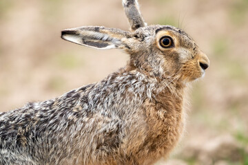 Easter Jackrabbit
