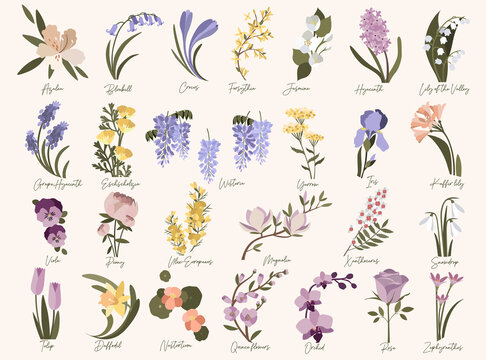 Set of spring modern flowers. Azalea,bluebell,crocus,daffodil,forsythia,grape hyacinth,iris,jasmine,kaffir lily,magnolia,nasturtium,orchid,quince,roze,snowdrop,tulip,ulex,wisteria in pastel colors