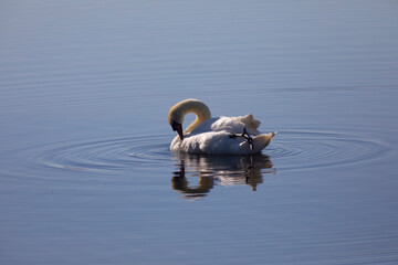 Cisne vulgar​, cisne mudo o cisne blanco (cygnus olor) nadando al amanecer