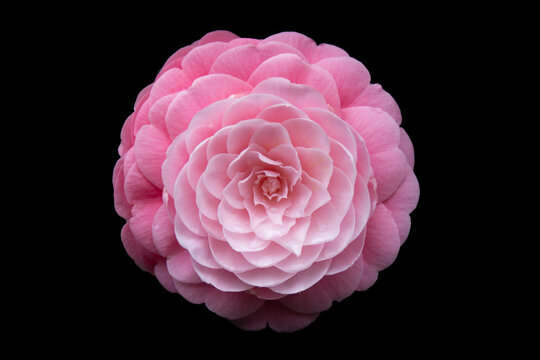 pink camellia isolated on black