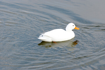 White duck swims in the water of a pond