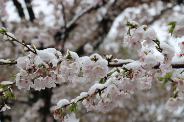 上野公園の満開の桜と季節外れの雪