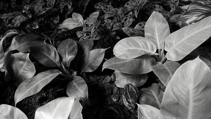 Black and white picture of several shades of big leaves outdoors