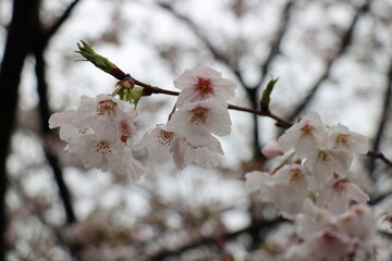 上野公園の満開の桜と季節外れの雪