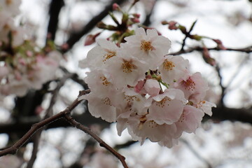 上野公園の満開の桜と季節外れの雪