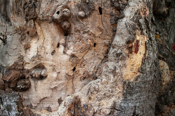 closeup trunk of tree for background