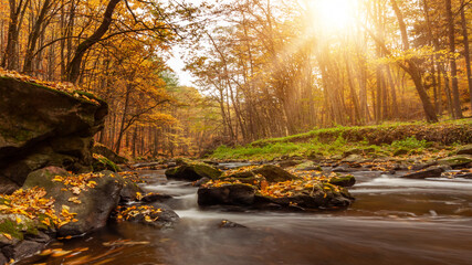 Autumn forest river creek view. Creek in autumn forest sunset. Autumn water in forest.