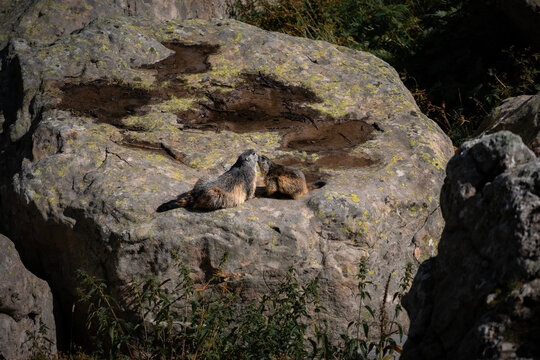 Marmotte calin et bisou dans les aples