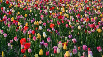Bunte Tulpen auf dem Feld