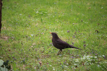 Songbirds frolicking in the wild