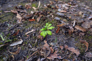 A green leaf of a wild plant breaks through the foliage in an old park on a spring day, close-up