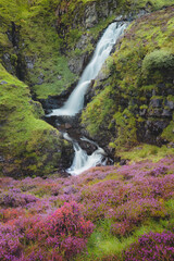A colourful purple heather landscape and mountain stream along Tail Burn at Grey Mare's Tail...