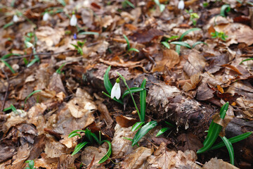 spring snowdrop among fallen leaves in the forest