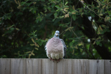 Pigeon escaped into the wild
