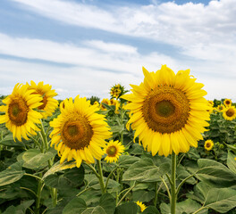 sunflower field with cloudy blue sky at summer day