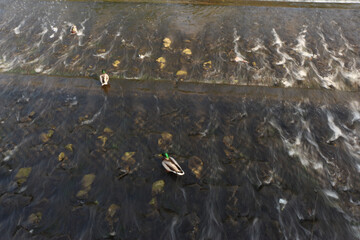 Mallards playing on the water in the river