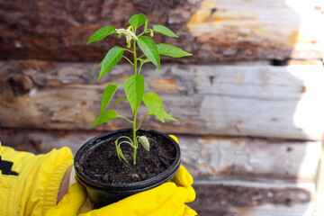 Pepper seedlings in a cup on the background of a wooden wall, close-up