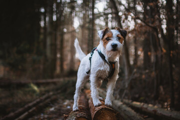 Cute Parson Russell Terrier Natural Portrait with Bokeh Background