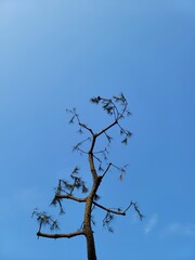 tree in the sky