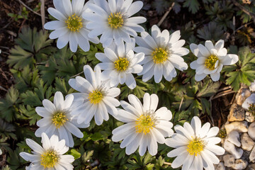 Obraz premium Gros plan de plusieurs marguerites dans un champ