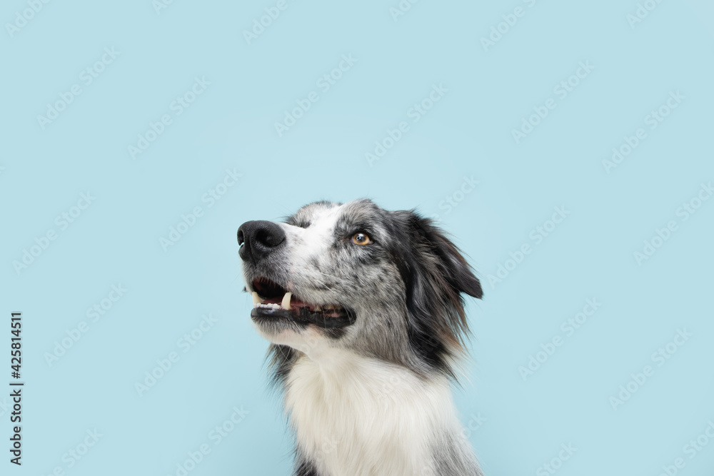 Wall mural Portrait attentive border collie looking up. Concept pet obedience. Isolated on blue colored background