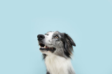 Naklejka na ściany i meble Portrait attentive border collie looking up. Concept pet obedience. Isolated on blue colored background