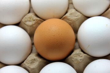Brown Egg in the middle of  the carton stock photo