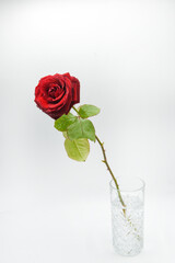 rosa in bicchiere acqua 