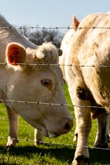 portrait of charolais cow in pasture