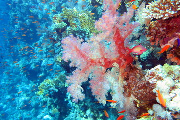 Fototapeta na wymiar Corals in the wild near White Island. Underwater photography during the day.