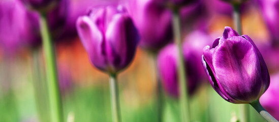 Colorful spring banner with lilac tulips